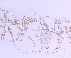 Invitrogen Rubisco activase Polyclonal Antibody 100 &mu;L; Unconjugated:Antibodies,