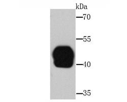 Invitrogen Rubisco activase Polyclonal Antibody 100 &mu;L; Unconjugated:Antibodies,