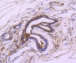 Invitrogen FASN Polyclonal Antibody 100 μL; Unconjugated:Antibodies,