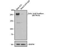Invitrogen FASN Polyclonal Antibody 100 μL; Unconjugated:Antibodies,