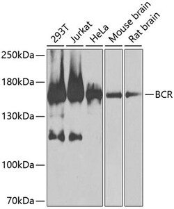Invitrogen Bcr Polyclonal Antibody 100 &mu;L; Unconjugated:Antibodies,