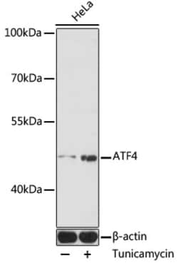 Invitrogen ATF4 Polyclonal Antibody 100 μL; Unconjugated:Antibodies,