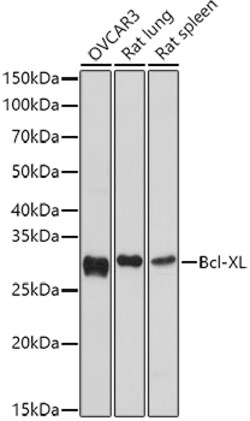 Invitrogen BCL-XL Polyclonal Antibody 100 &mu;L; Unconjugated:Antibodies,