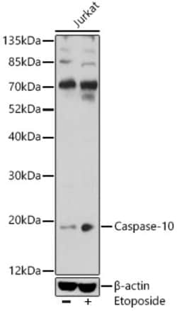 Invitrogen Caspase 10 Polyclonal Antibody 100 μL; Unconjugated:Antibodies,