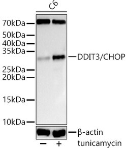 Invitrogen CHOP Polyclonal Antibody 100 &mu;L; Unconjugated:Antibodies,
