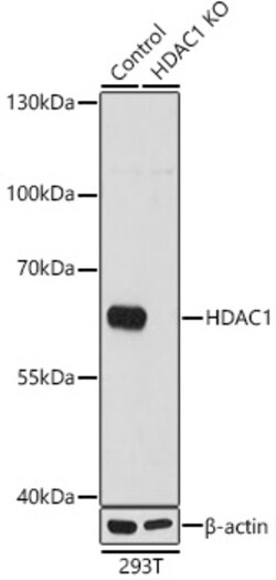 Invitrogen HDAC1 Polyclonal Antibody 100 &mu;L; Unconjugated:Antibodies,