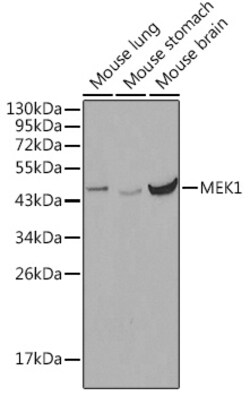 Invitrogen MEK1 Polyclonal Antibody 100 &mu;L; Unconjugated:Antibodies,