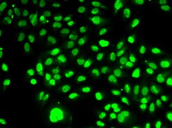 Invitrogen NAMPT Polyclonal Antibody 100 &mu;L; Unconjugated:Antibodies,