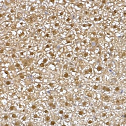 Invitrogen NAMPT Polyclonal Antibody 100 &mu;L; Unconjugated:Antibodies,