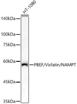 Invitrogen NAMPT Polyclonal Antibody 100 &mu;L; Unconjugated:Antibodies,