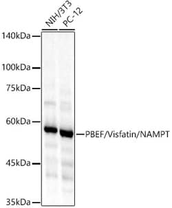 Invitrogen NAMPT Polyclonal Antibody 100 &mu;L; Unconjugated:Antibodies,