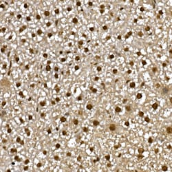 Invitrogen PPAR gamma Polyclonal Antibody 100 μL; Unconjugated:Antibodies,
