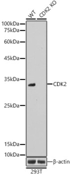 Invitrogen CDK2 Polyclonal Antibody 100 &mu;L; Unconjugated:Antibodies,