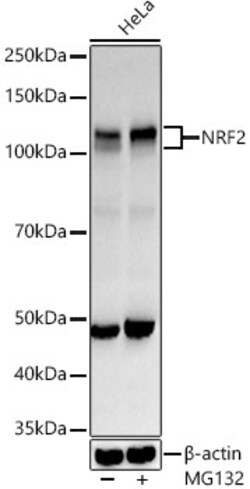 Invitrogen Nrf2 Polyclonal Antibody 100 &mu;L; Unconjugated:Antibodies,