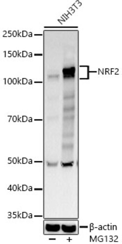 Invitrogen Nrf2 Polyclonal Antibody 100 &mu;L; Unconjugated:Antibodies,