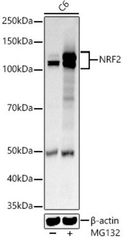 Invitrogen Nrf2 Polyclonal Antibody 100 &mu;L; Unconjugated:Antibodies,