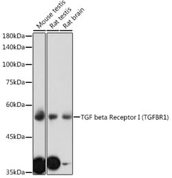 Invitrogen TGFBR1 Polyclonal Antibody 100 &mu;L; Unconjugated:Antibodies,