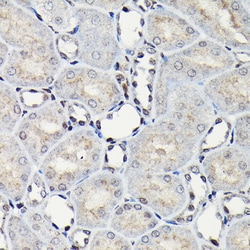 Invitrogen C/EBP beta Polyclonal Antibody 100 &mu;L; Unconjugated:Antibodies,