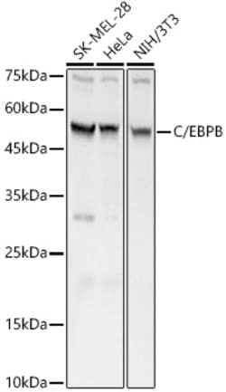 Invitrogen C/EBP beta Polyclonal Antibody 100 &mu;L; Unconjugated:Antibodies,