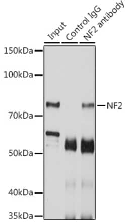 Invitrogen NF2 Polyclonal Antibody 100 &mu;L; Unconjugated:Antibodies,