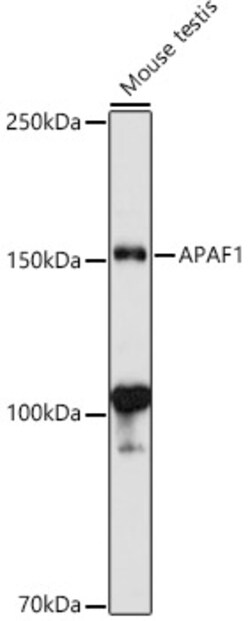 Invitrogen APAF1 Polyclonal Antibody 100 &mu;L; Unconjugated:Antibodies,