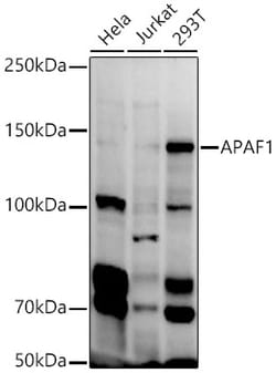 Invitrogen APAF1 Polyclonal Antibody 100 &mu;L; Unconjugated:Antibodies,