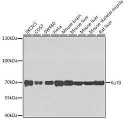 Invitrogen Ku70 Polyclonal Antibody 100 &mu;L; Unconjugated:Antibodies,