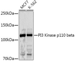 Invitrogen PIK3CB Polyclonal Antibody 100 &mu;L; Unconjugated:Antibodies,