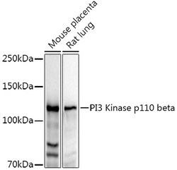 Invitrogen PIK3CB Polyclonal Antibody 100 &mu;L; Unconjugated:Antibodies,