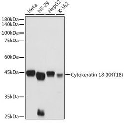 Cytokeratin 18 Polyclonal Antibody, Invitrogen 100 &mu;L; Unconjugated:Antibodies,