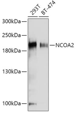 Invitrogen SRC2 Polyclonal Antibody 100 &mu;L; Unconjugated:Antibodies,