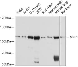 Invitrogen MZF1 Polyclonal Antibody 100 &mu;L; Unconjugated:Antibodies,