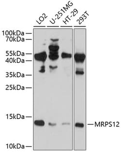 Invitrogen MRPS12 Polyclonal Antibody 100 &mu;L; Unconjugated:Antibodies,