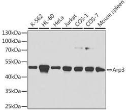 Invitrogen Arp3 Polyclonal Antibody 100 μL; Unconjugated:Antibodies,