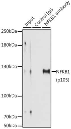 Invitrogen NFkB p50/p105 Polyclonal Antibody 100 &mu;L | Buy Online | Invitrogen&trade; | Fisher Scientific