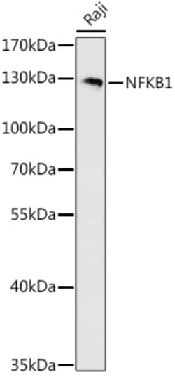 Invitrogen NFkB p50/p105 Polyclonal Antibody 100 &mu;L | Buy Online | Invitrogen&trade; | Fisher Scientific