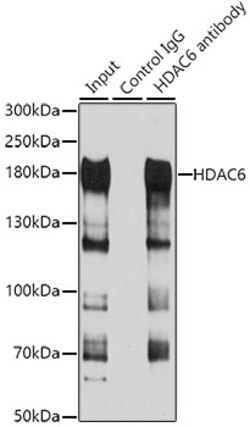 Invitrogen HDAC6 Polyclonal Antibody 100 μL; Unconjugated:Antibodies,