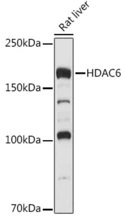 Invitrogen HDAC6 Polyclonal Antibody 100 μL; Unconjugated:Antibodies,