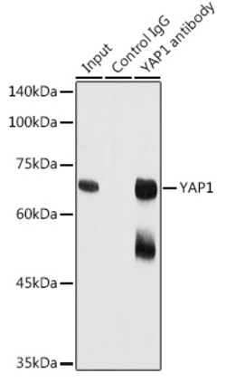Invitrogen YAP1 Polyclonal Antibody 100 &mu;L; Unconjugated:Antibodies,