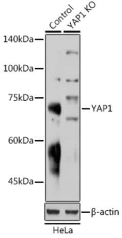 Invitrogen YAP1 Polyclonal Antibody 100 &mu;L; Unconjugated:Antibodies,