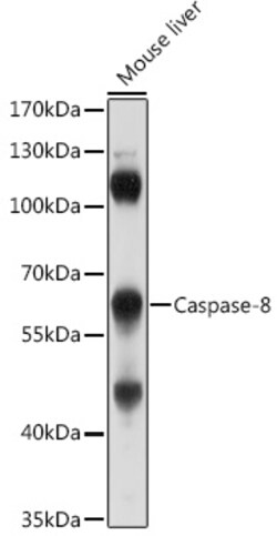 Invitrogen Caspase 8 Polyclonal Antibody 100 &mu;L; Unconjugated:Antibodies,