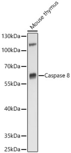 Invitrogen Caspase 8 Polyclonal Antibody 100 &mu;L; Unconjugated:Antibodies,