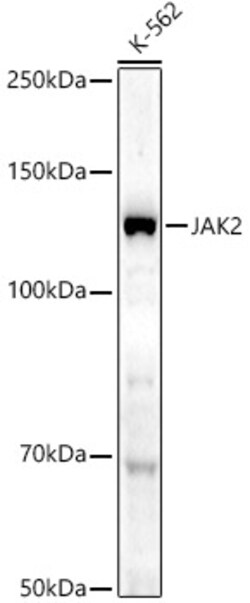 Invitrogen JAK2 Polyclonal Antibody 100 &mu;L; Unconjugated:Antibodies,