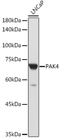 Invitrogen PAK4 Polyclonal Antibody 100 &mu;L; Unconjugated:Antibodies,