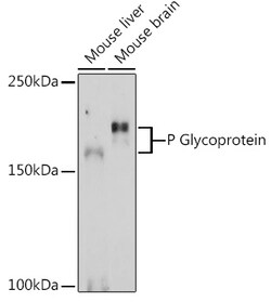 Invitrogen P-Glycoprotein Polyclonal Antibody 100 &mu;L; Unconjugated:Antibodies,
