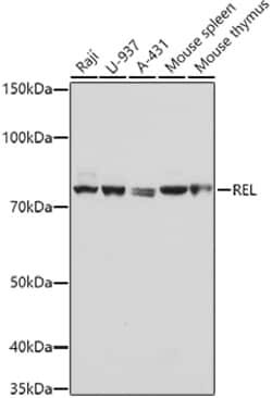 Invitrogen c-Rel Polyclonal Antibody 100 &mu;L; Unconjugated:Antibodies,