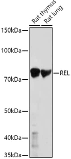 Invitrogen c-Rel Polyclonal Antibody 100 &mu;L; Unconjugated:Antibodies,