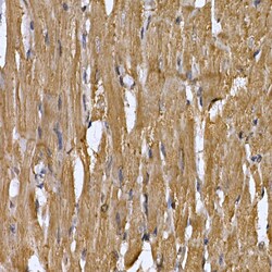 Invitrogen STAT3 Polyclonal Antibody 100 &mu;L | Buy Online | Invitrogen&trade; | Fisher Scientific