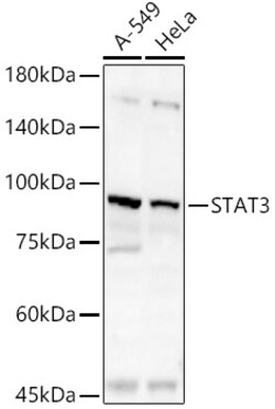 Invitrogen STAT3 Polyclonal Antibody 100 &mu;L | Buy Online | Invitrogen&trade; | Fisher Scientific