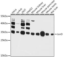 Invitrogen JunD Polyclonal Antibody 100 &mu;L; Unconjugated:Antibodies,